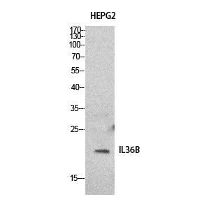 IL-36 beta Rabbit Polyclonal Antibody