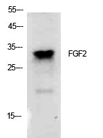 FGF2 Rabbit Polyclonal Antibody