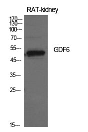 GDF6 Rabbit Polyclonal Antibody