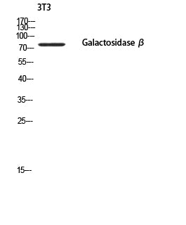 GLB1 Rabbit Polyclonal Antibody