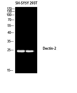 Dectin-2 Rabbit Polyclonal Antibody