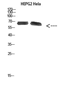 NOP56 Rabbit Polyclonal Antibody