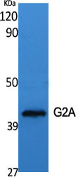 GPR132 Rabbit Polyclonal Antibody