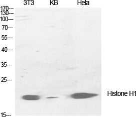 Histone H1 Rabbit Polyclonal Antibody