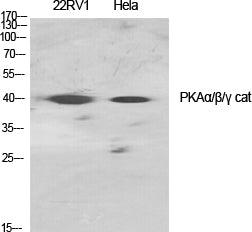 cAMP Protein Kinase Catalytic Subunit Rabbit Polyclonal Antibody