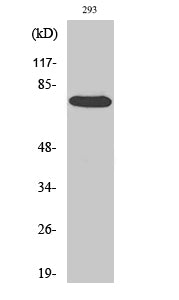 Raf1 Rabbit Polyclonal Antibody