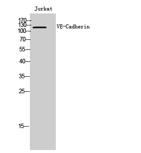 Cadherin 5 Rabbit Polyclonal Antibody