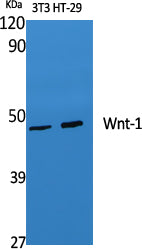 Wnt1 Rabbit Polyclonal Antibody