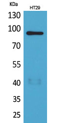 NRG2 Rabbit Polyclonal Antibody