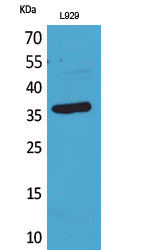 CD300LG Rabbit Polyclonal Antibody