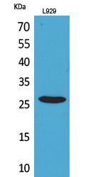 CD159a/c Rabbit Polyclonal Antibody