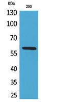 Placental Alkaline Phosphatase Rabbit Polyclonal Antibody