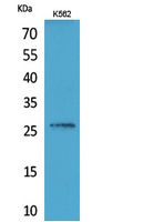 FGF16 Rabbit Polyclonal Antibody