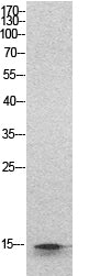 Histone H2B Rabbit Polyclonal Antibody