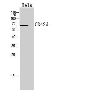 CD42d Rabbit Polyclonal Antibody