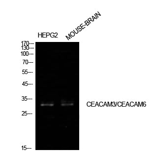 CEACAM6 Rabbit Polyclonal Antibody