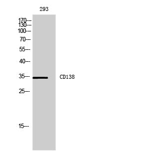 Syndecan 1 Rabbit Polyclonal Antibody