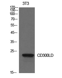 CD300d Rabbit Polyclonal Antibody