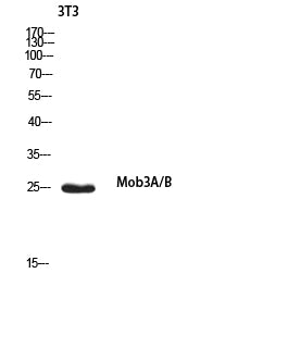 MOB3A/B Rabbit Polyclonal Antibody