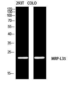 MRPL35 Rabbit Polyclonal Antibody