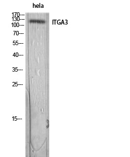 Integrin alpha 3 Rabbit Polyclonal Antibody