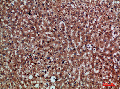 CDNF Rabbit Polyclonal Antibody