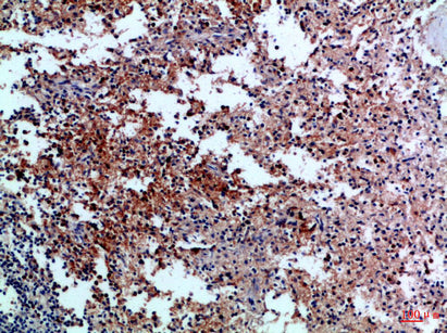 CD42c Rabbit Polyclonal Antibody