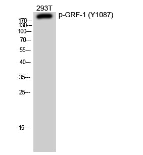Phospho-GRLF1 (Tyr1087) Rabbit Polyclonal Antibody