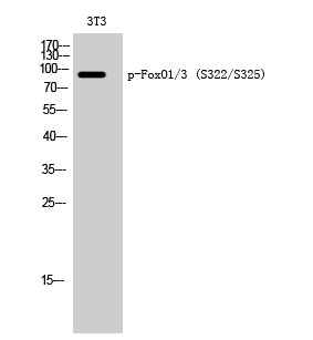 Phospho-FOXO1/3 (Ser322/S325) Rabbit Polyclonal Antibody