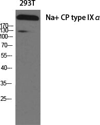 Nav1.7 Rabbit Polyclonal Antibody