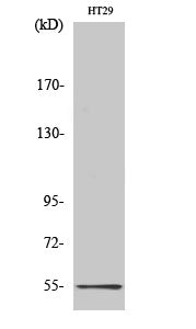 HTR3A Rabbit Polyclonal Antibody