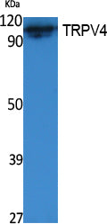 TrpV4 Rabbit Polyclonal Antibody