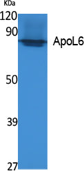 ApoL6 Rabbit Polyclonal Antibody
