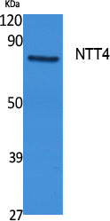 NTT4 Rabbit Polyclonal Antibody