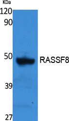 RASSF8 Rabbit Polyclonal Antibody