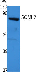 SCML2 Rabbit Polyclonal Antibody