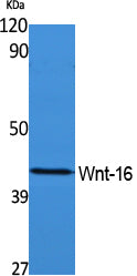 Wnt16 Rabbit Polyclonal Antibody