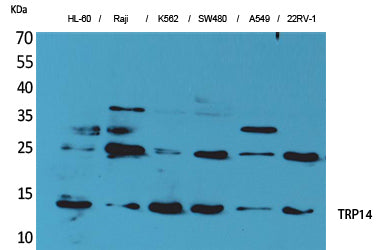 Thioredoxin Domain Containing Protein 17 Rabbit Polyclonal Antibody