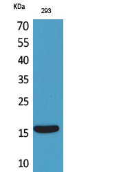 PSPN Rabbit Polyclonal Antibody