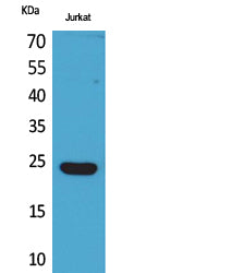Interferon epsilon Rabbit Polyclonal Antibody