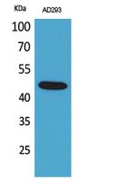 GORAB Rabbit Polyclonal Antibody