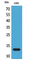 Lymphotactin Rabbit Polyclonal Antibody