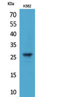 FGF8 Rabbit Polyclonal Antibody