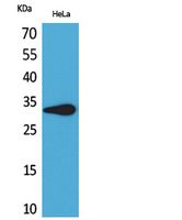 CD85f Rabbit Polyclonal Antibody