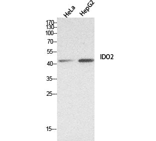 IDO 2 Rabbit Polyclonal Antibody