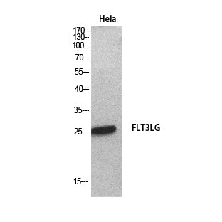 Flt3 Ligand Rabbit Polyclonal Antibody