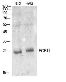 FGF11 Rabbit Polyclonal Antibody