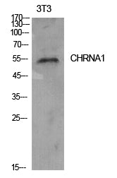AChR alpha1 Rabbit Polyclonal Antibody