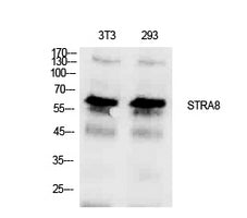 STRA8 Rabbit Polyclonal Antibody
