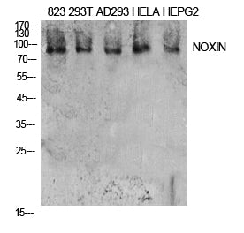 NOXIN Rabbit Polyclonal Antibody